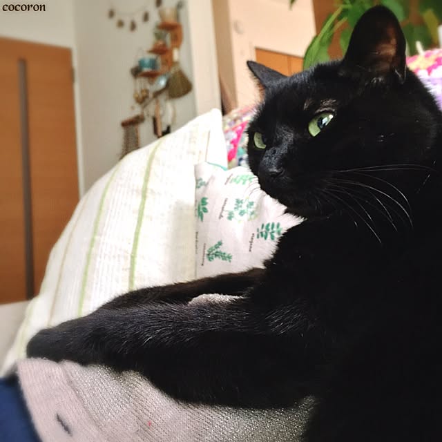 cocoronさんの実例写真