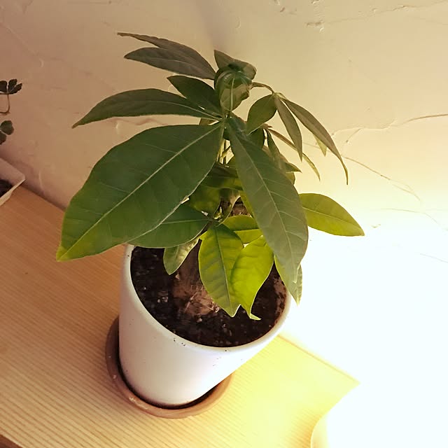 Rieさんの実例写真