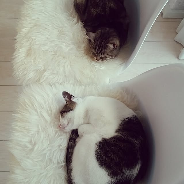 runayucoさんの実例写真