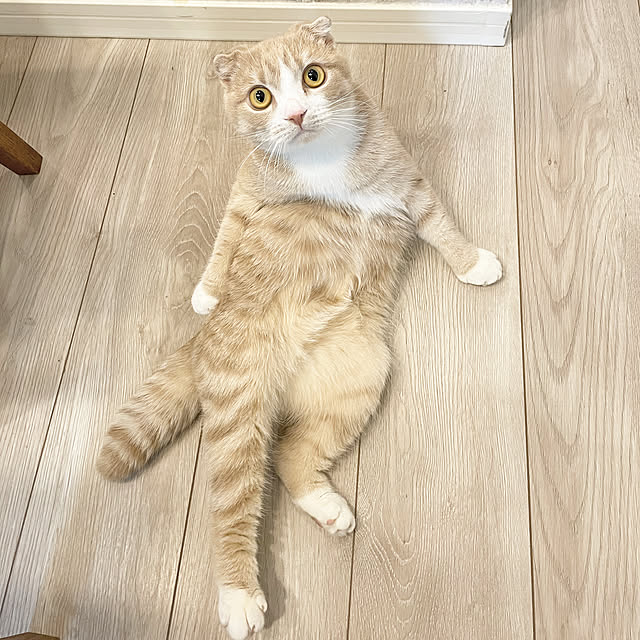 riyucoさんの実例写真
