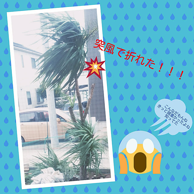 natumamaさんの実例写真
