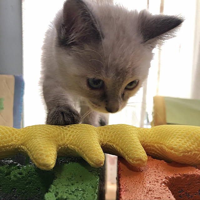 tomoyoさんの実例写真