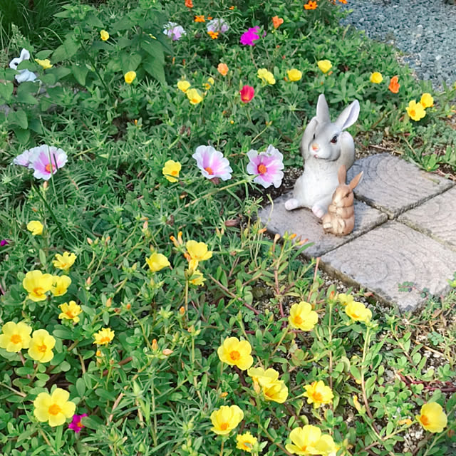 portulacaさんの実例写真