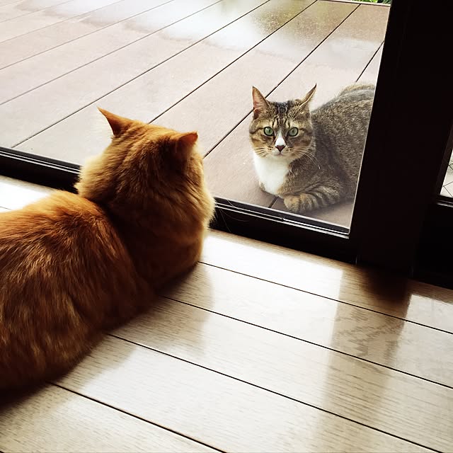 rintomoさんの実例写真