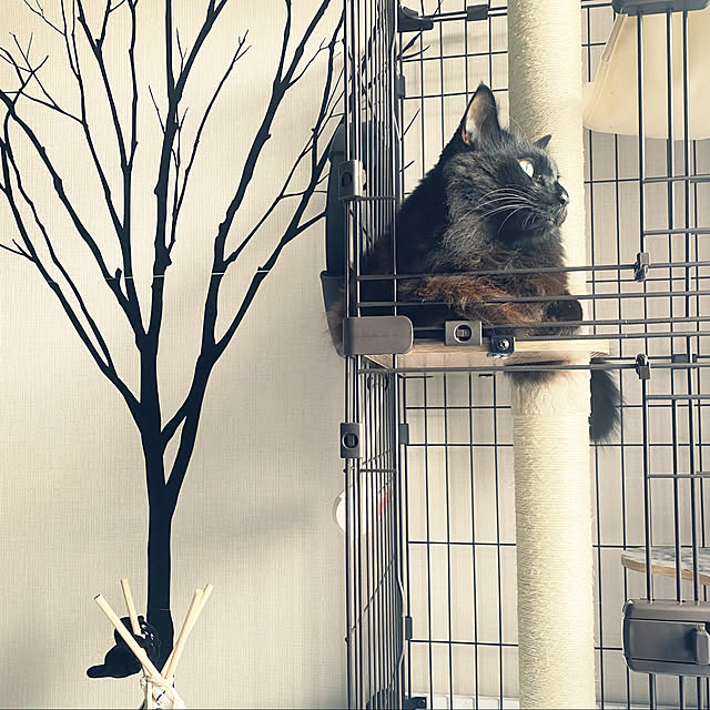 akihcclipさんの実例写真