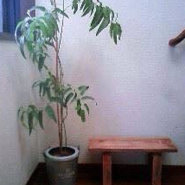 Mikaさんの実例写真