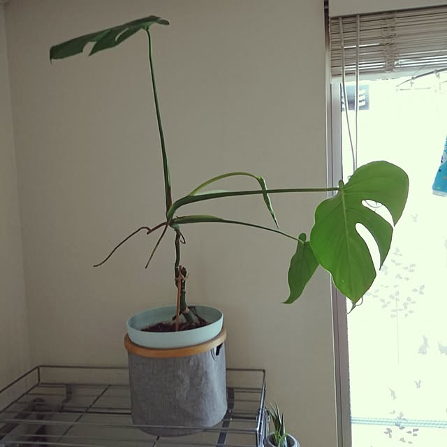 kmy-momさんの実例写真