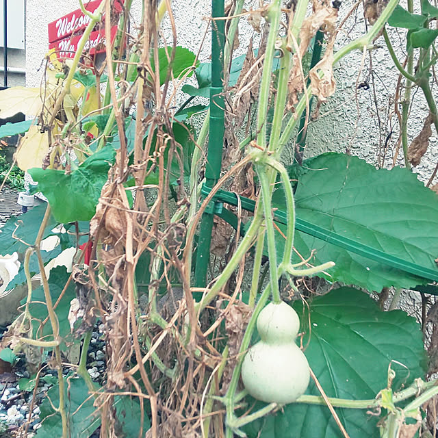 oseroさんの実例写真