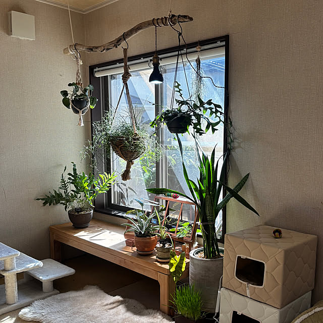 greycatsさんの実例写真