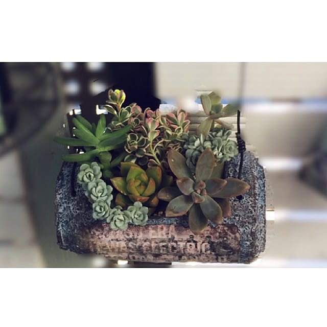 玄関/入り口/リメ缶バッグ/多肉寄せ植え♡/植物/多肉植物...などのインテリア実例 - 2016-05-26 07:47:14