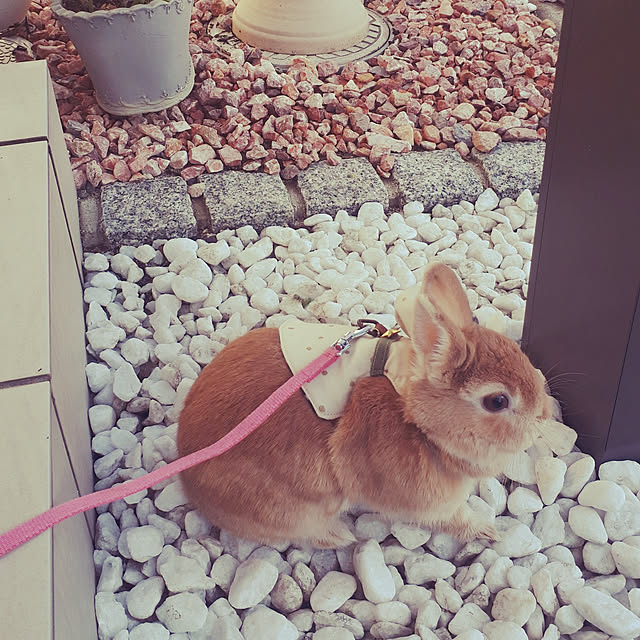 aiさんの実例写真