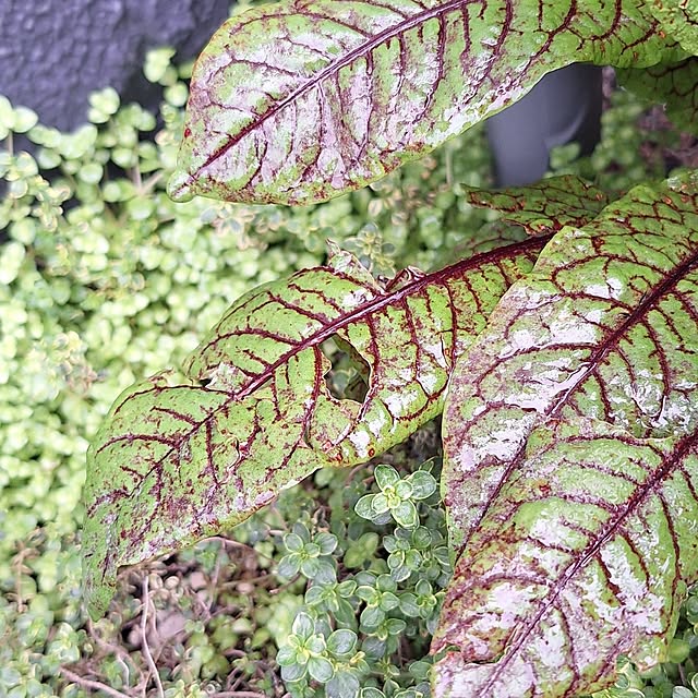 hanapanさんの部屋