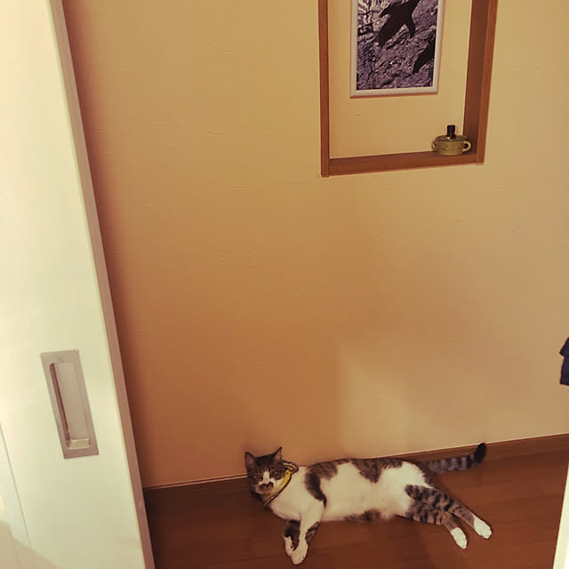 jijiさんの実例写真