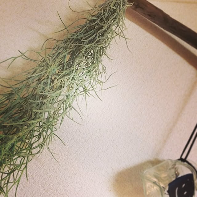 壁/天井/植物のインテリア実例 - 2014-08-17 23:29:32