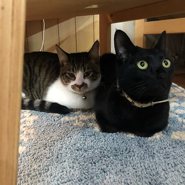 jijiさんの実例写真