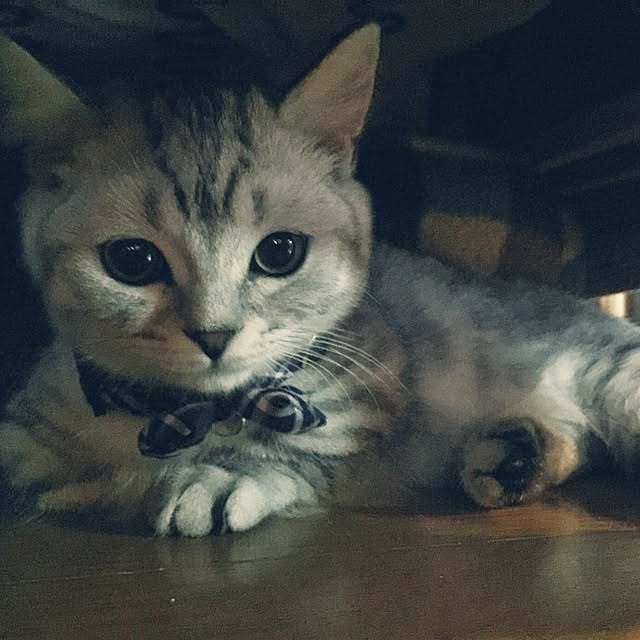 yuさんの実例写真