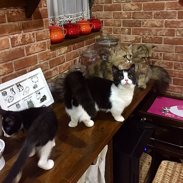 butachanさんの実例写真