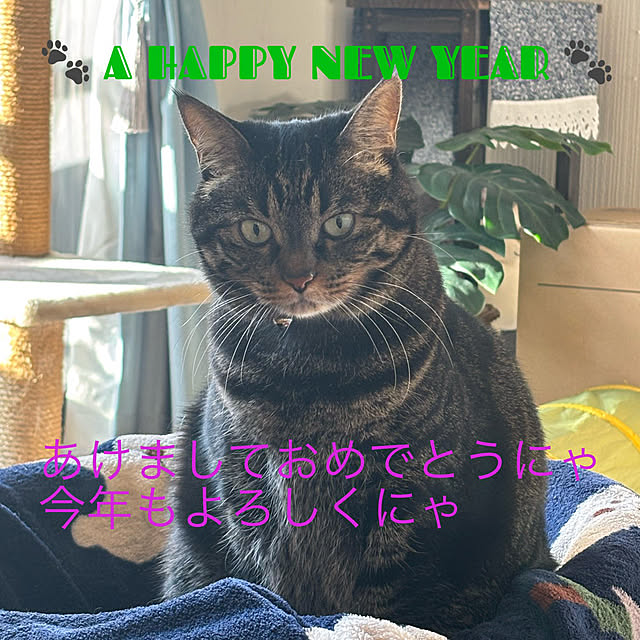 momocchiさんの実例写真