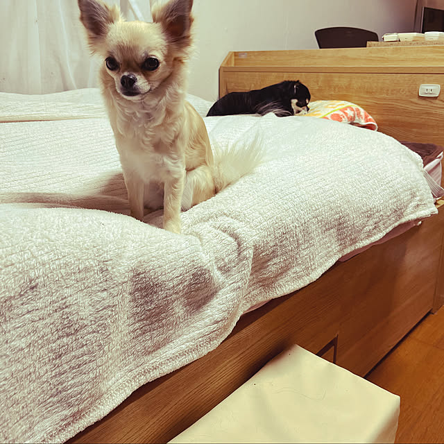 coco.chaさんの実例写真