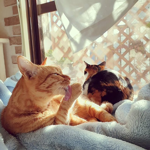 chisaviさんの実例写真