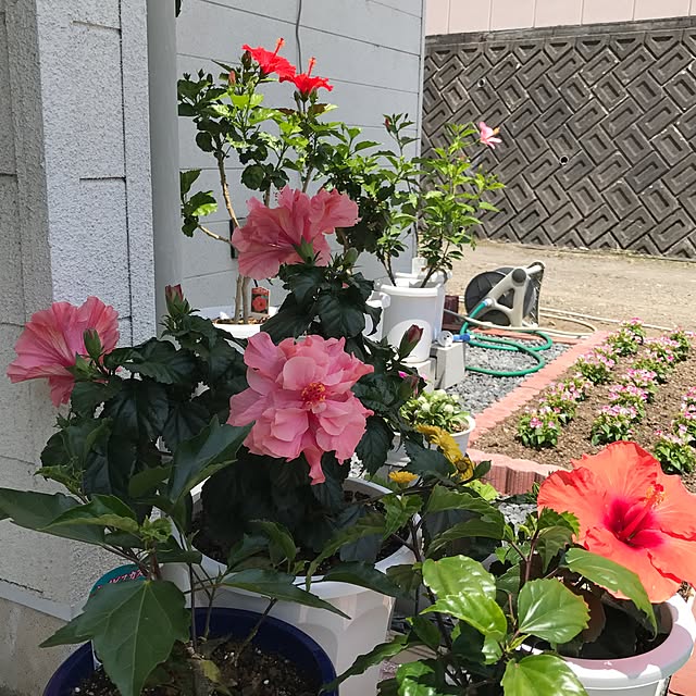 hamutarohさんの実例写真