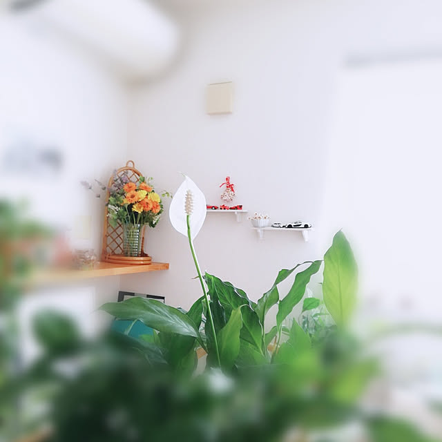 surviveさんの実例写真
