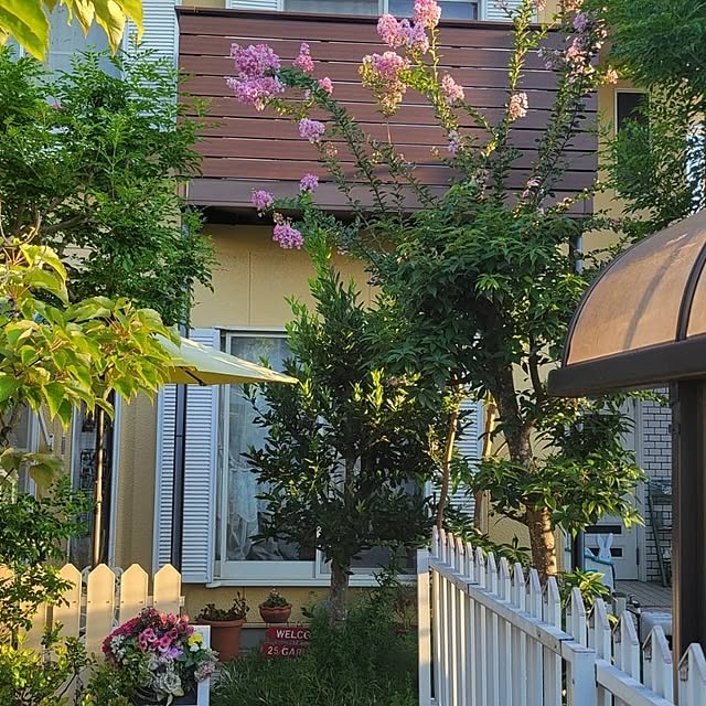 玄関/入り口/毎年咲くサルスベリのお花/夏のお庭/毎年の楽しみ♡/お花に癒されるᙏ̤̫͚ᙏ̤̫͚...などのインテリア実例 - 2024-08-20 10:40:15