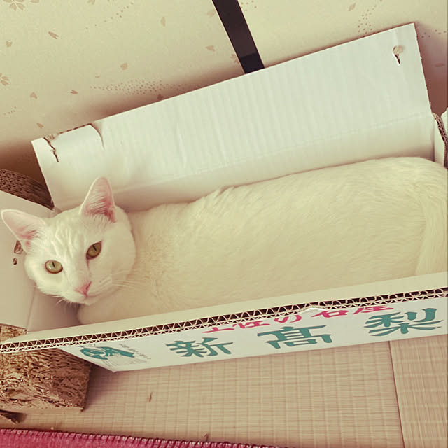 moyuhiさんの実例写真