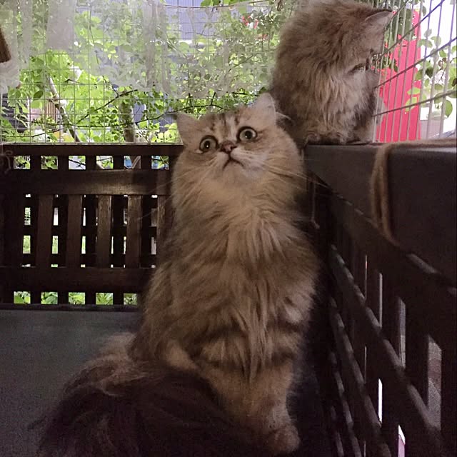 butachanさんの実例写真