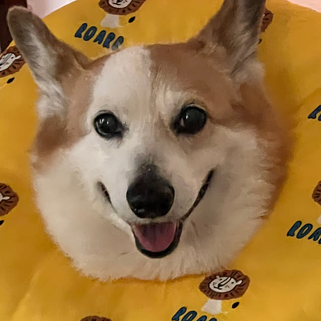 SIROさんの実例写真