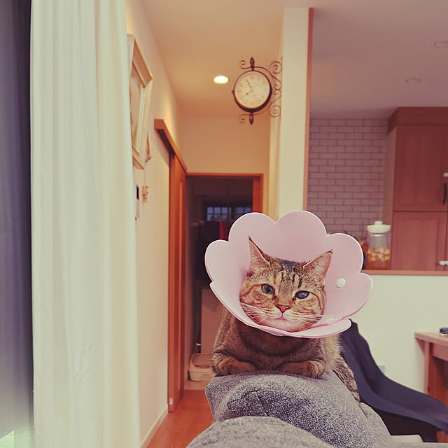 mochicoさんの実例写真