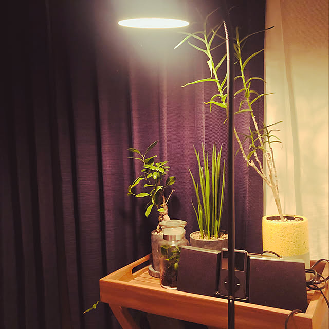 観葉植物/雑貨/北欧/ベッド周りのインテリア実例 - 2019-06-17 01:07:40