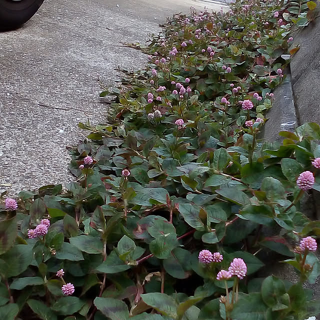 mariagardenさんの実例写真