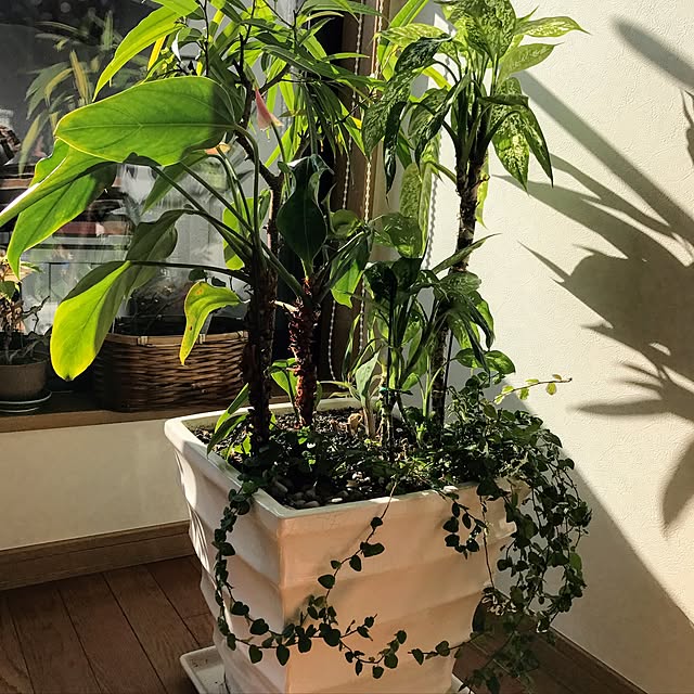 棚/観葉植物のインテリア実例 - 2017-01-04 15:31:30