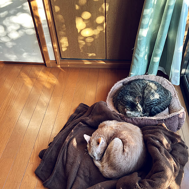 mikan161さんの実例写真