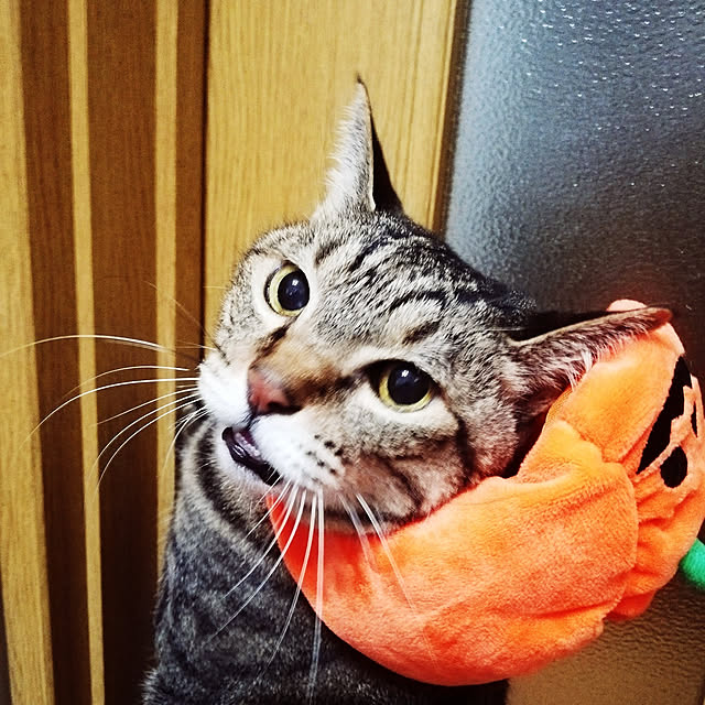 superpandaさんの実例写真