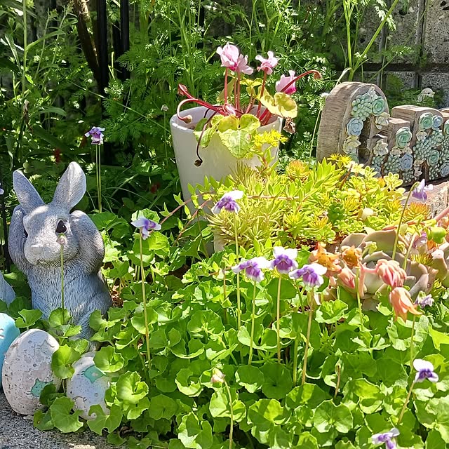 部屋全体/私の癒し/薔薇のある暮らし/ピエールドゥロンサール/アイスバーグ...などのインテリア実例 - 2024-05-18 12:46:55