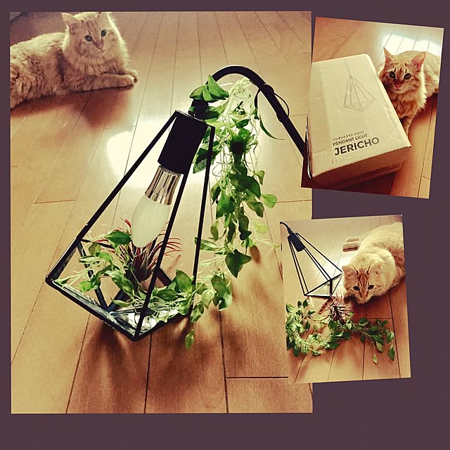Ryokoさんの実例写真