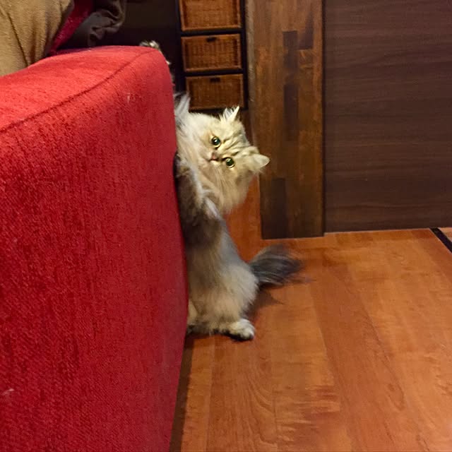butachanさんの実例写真
