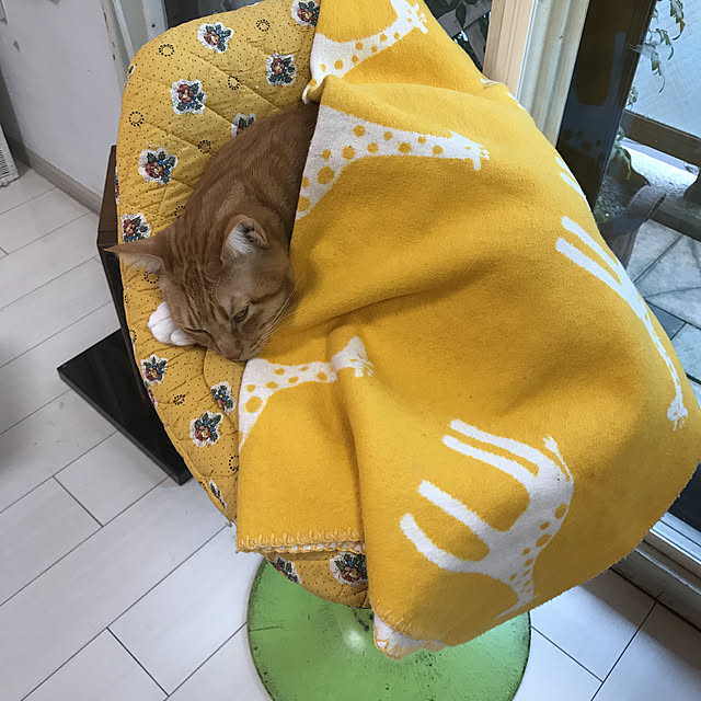 kimishigureさんの実例写真