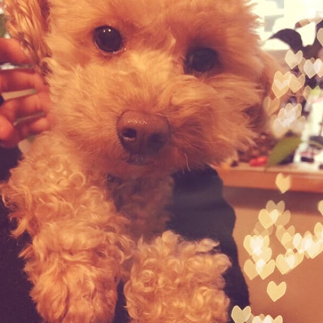mintさんの実例写真