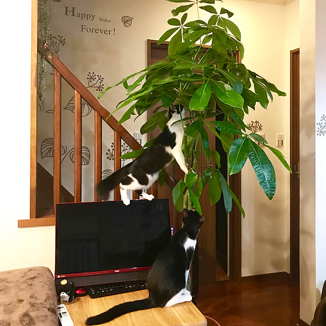butachanさんの実例写真