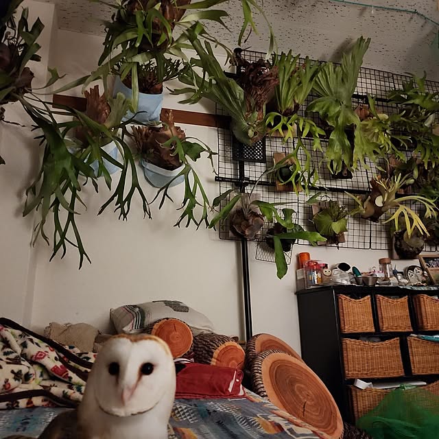 mikiさんの実例写真