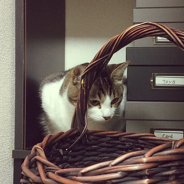 棚のインテリア実例 - 2019-03-12 18:35:29