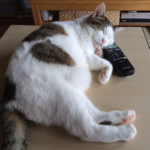 kojiさんの実例写真