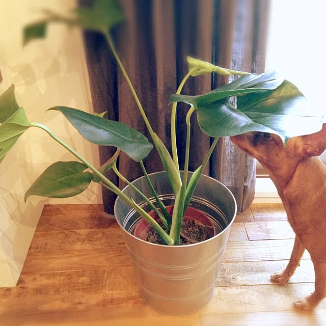 Fusaさんの実例写真