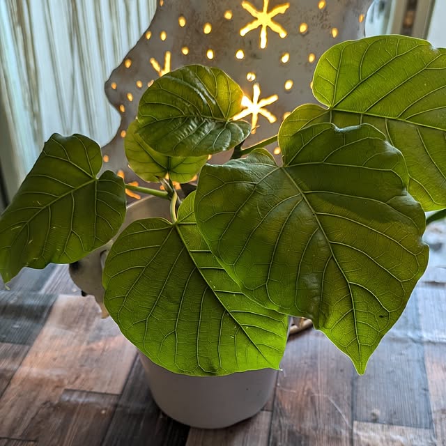 monnさんの部屋
