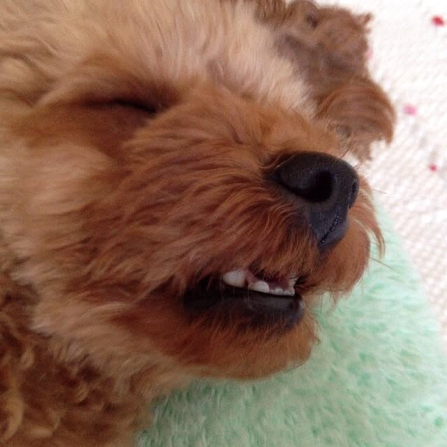 sakuraさんの実例写真