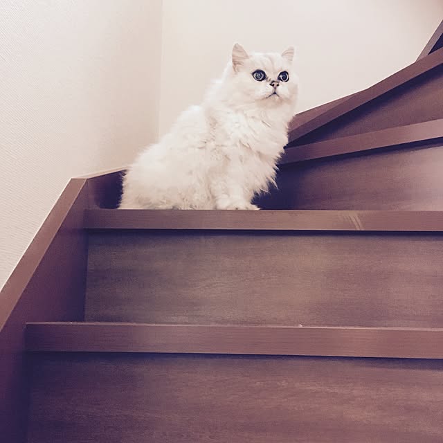 oxxxmimixxxoさんの実例写真