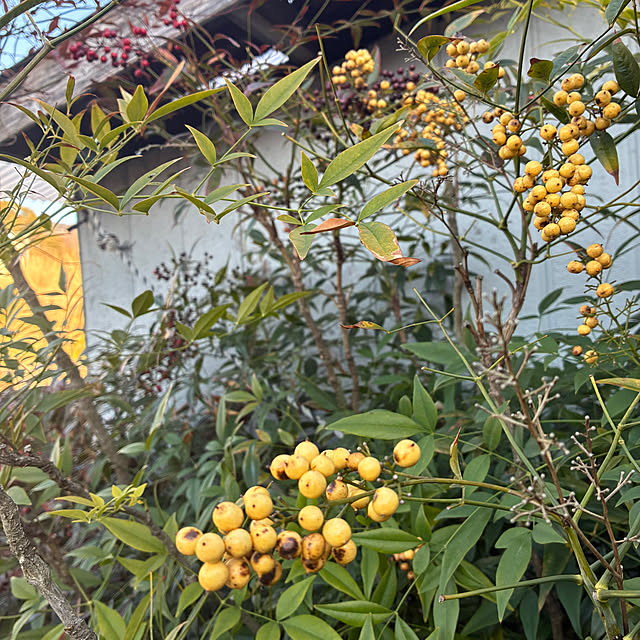 gecfrqxjjotjmdrtbgさんの実例写真